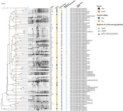 IncHI1 plasmids are epidemic vectors that mediate transmission of tet(X4) in Escherichia coli isolated from China